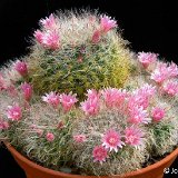 Mammillaria bocasana roseiflora JL2554.jpg